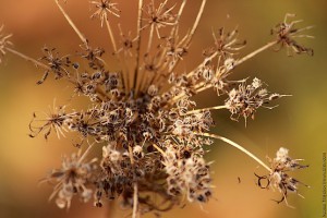 Семена созрели и играют в лучах солнца