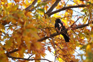 Удивлённая птица