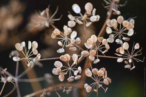 Сухие снежинки октября