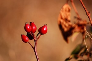 Красные плоды шиповника