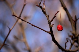 Боярышник на сломанной веточке