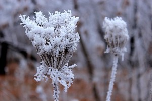 Белые цветы инея