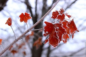Листья с каемкой из инея