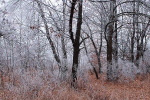 Осенний пейзаж конца ноября