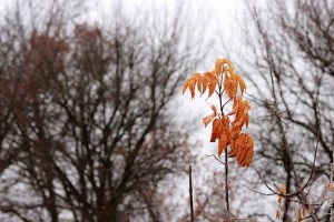 Желтые листья на фоне голых деревьев