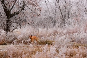 Собака с осенним окрасом