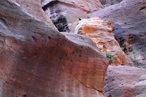 Верблюд на скале