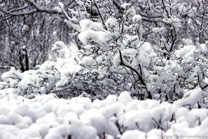 Фотография белой сирени в феврале
