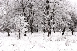 Белоснежная посадка в инее