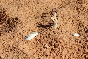 Коралл как дерево
