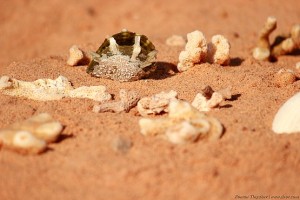 Ракушка в окружении кораллов на красном песке в Табе