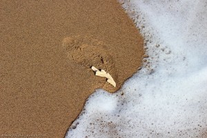 След на морском берегу, коралл и морская пена