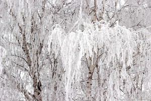 Ветви берёзы в инее