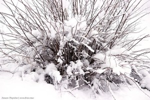 Ветви куста торчат из-под снега