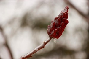 Кисточка уксусного дерева во льду