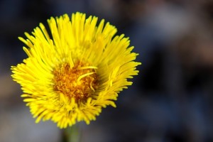 Солнечный цветок Мать-и-мачехи