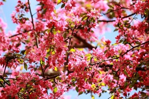 Цветы декоративной яблони