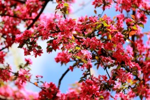 Фотография красивых розово-красных цветов декоративной яблони