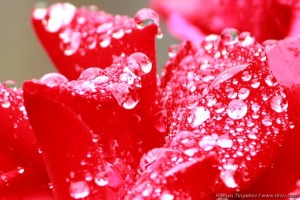 Капли дождя на красных лепестках роз