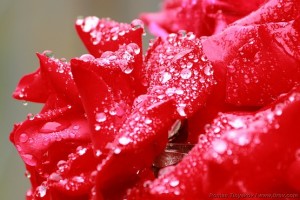 Лепестки розы в каплях дождя