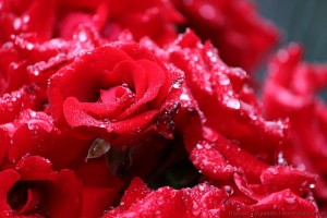 Роза усыпана каплями после дождя