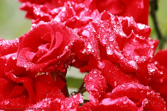 Роза усыпана каплями воды после дождя