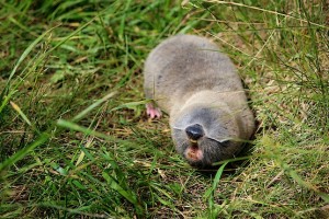 На фотографии слепыш демонстрирует зубы