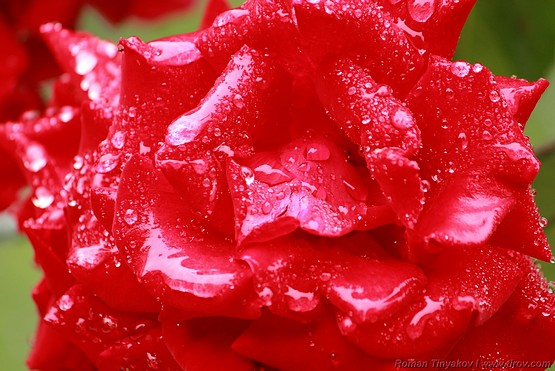 Влажная роза