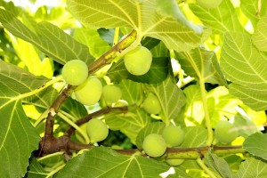 Инжир на смоковнице