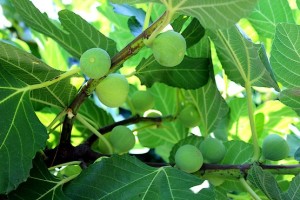 Инжир зреет на смоковнице