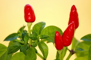 Красный горький перец крупным планом