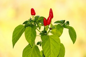 Куст красного перца