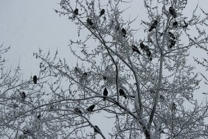 Украшенный снегом птичий дом