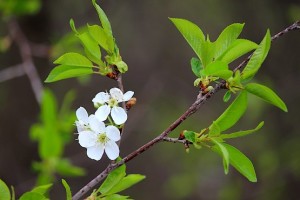 Цветущая веточка вишни