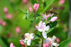 Пчела собирает нектар в цветах жимолости
