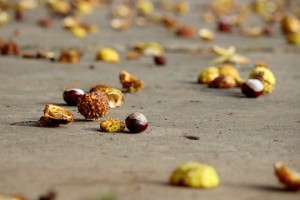 Дорога усеяна каштанами
