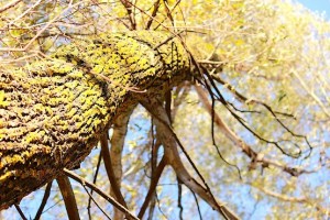 Деревья в золоте