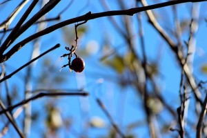 Последняя виноградинка на грозди