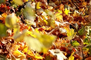 Земля усыпана разноцветными листьями