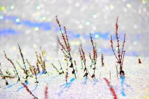 Волшебная трава в снегу