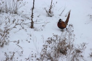 Фазан на прогулке