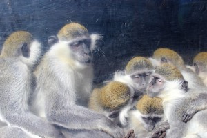 Фотография обнимающихся обезьян