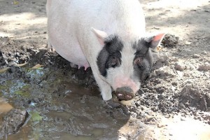 Фотография свиньи в грязи