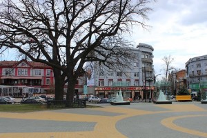 Два вековых дуба в Центре Харькова, каждому по 260 лет
