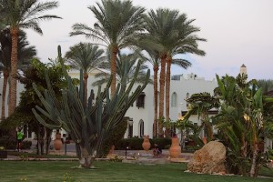 Огромные кактусы в отеле Reef Oasis Beach Resort 5*