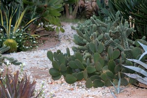 Сад кактусов в отеле Шарм-Эль-Шейха