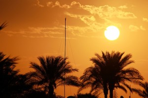 Солнце на фоне пальм в отеле Reef Oasis Beach Resort 5*