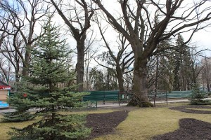 Вековые дубы в парке Шевченко