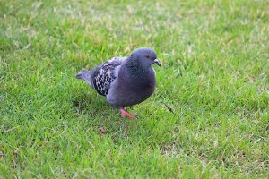 Голубь шагает по зелёному газону