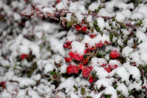 Куст роз в снегу